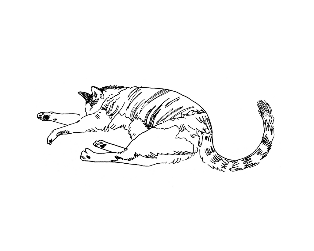 Cat #3 - Sketchbook Print