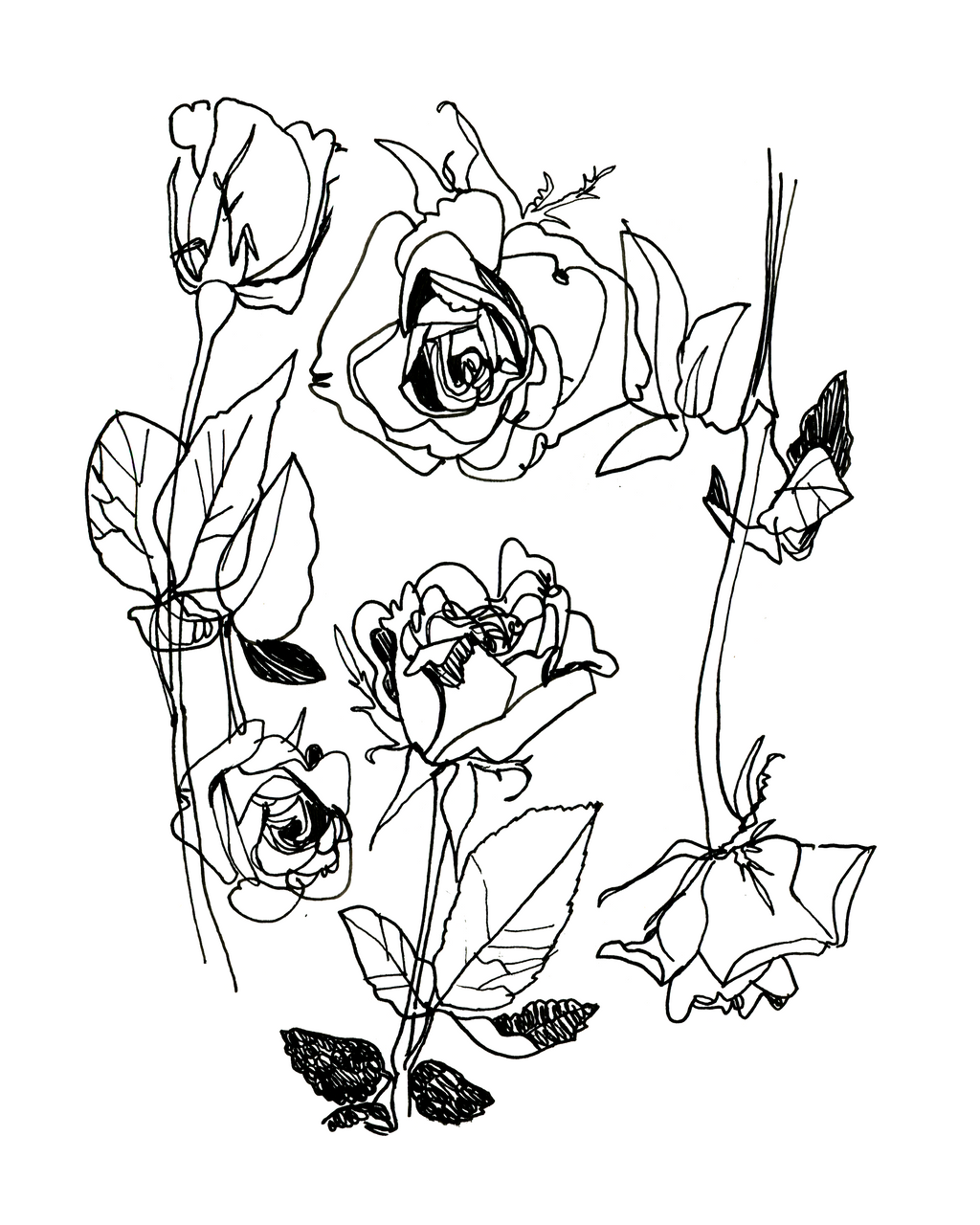 Rose Study - Sketchbook Print