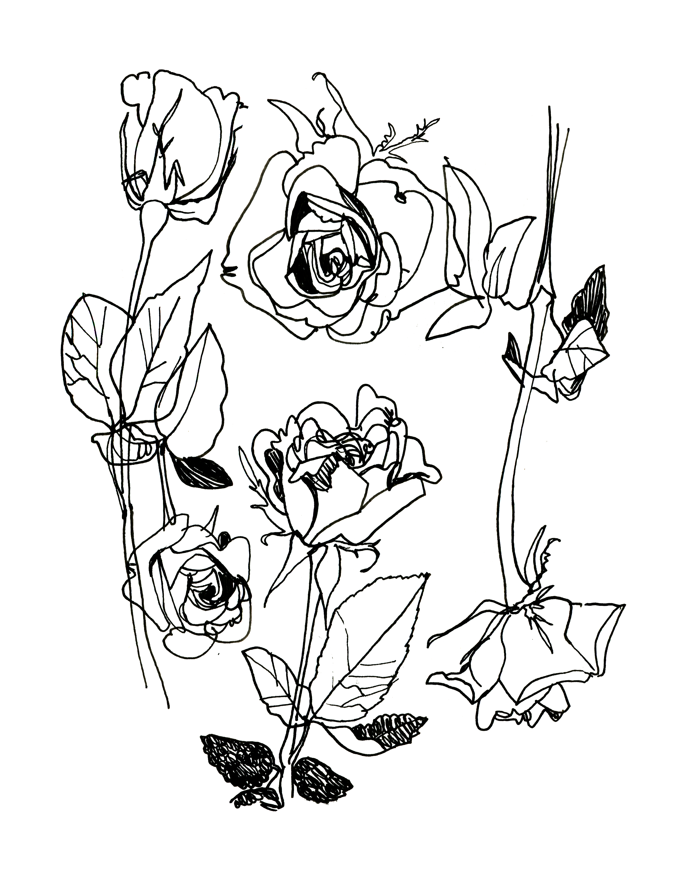 Rose Study - Sketchbook Print