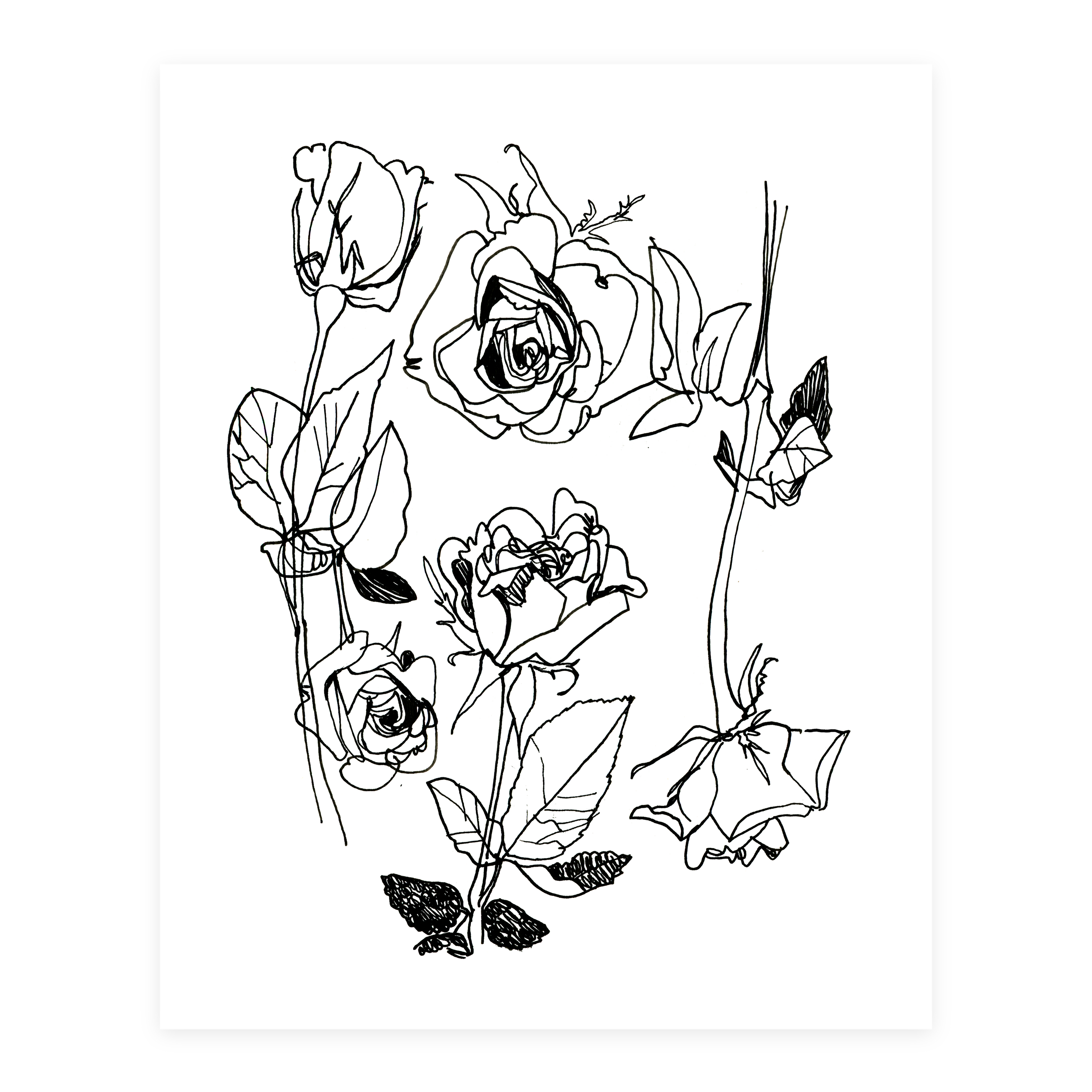 Rose Study - Sketchbook Print